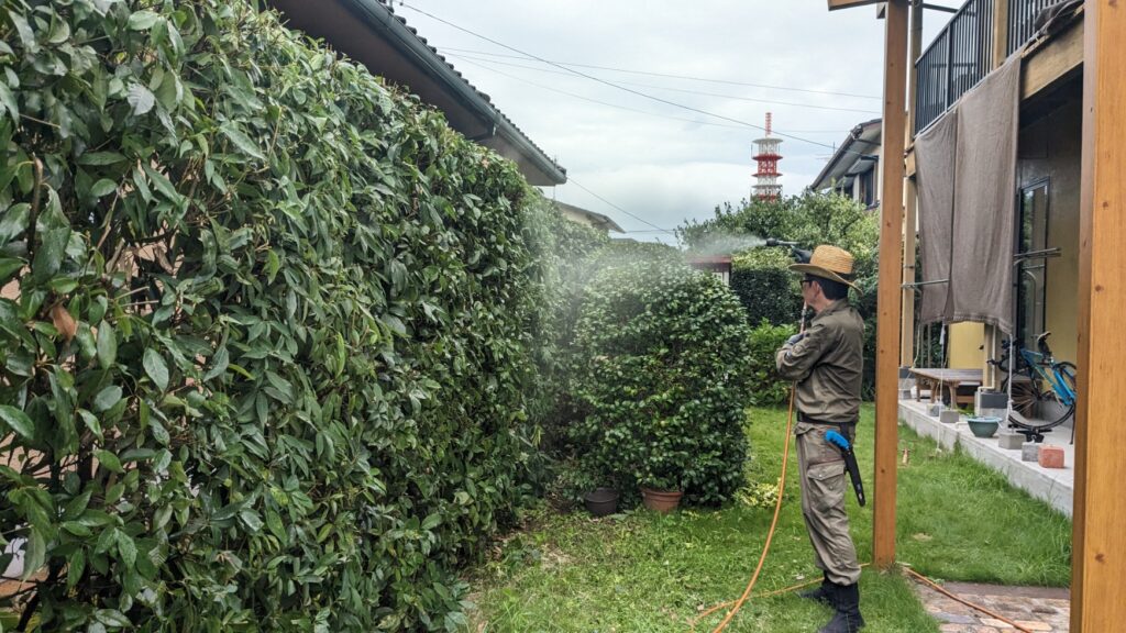 一般住宅の庭での植木消毒作業